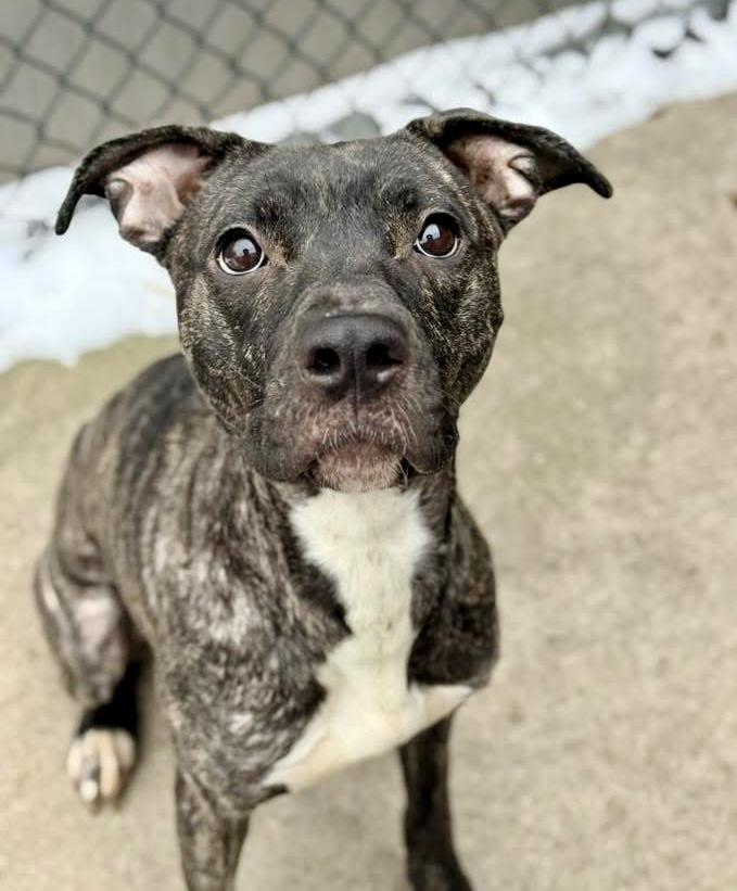 Enlarge Frangelica, a ADOPTABLE Pit Bull Terrier in Chicago, IL image 2/4