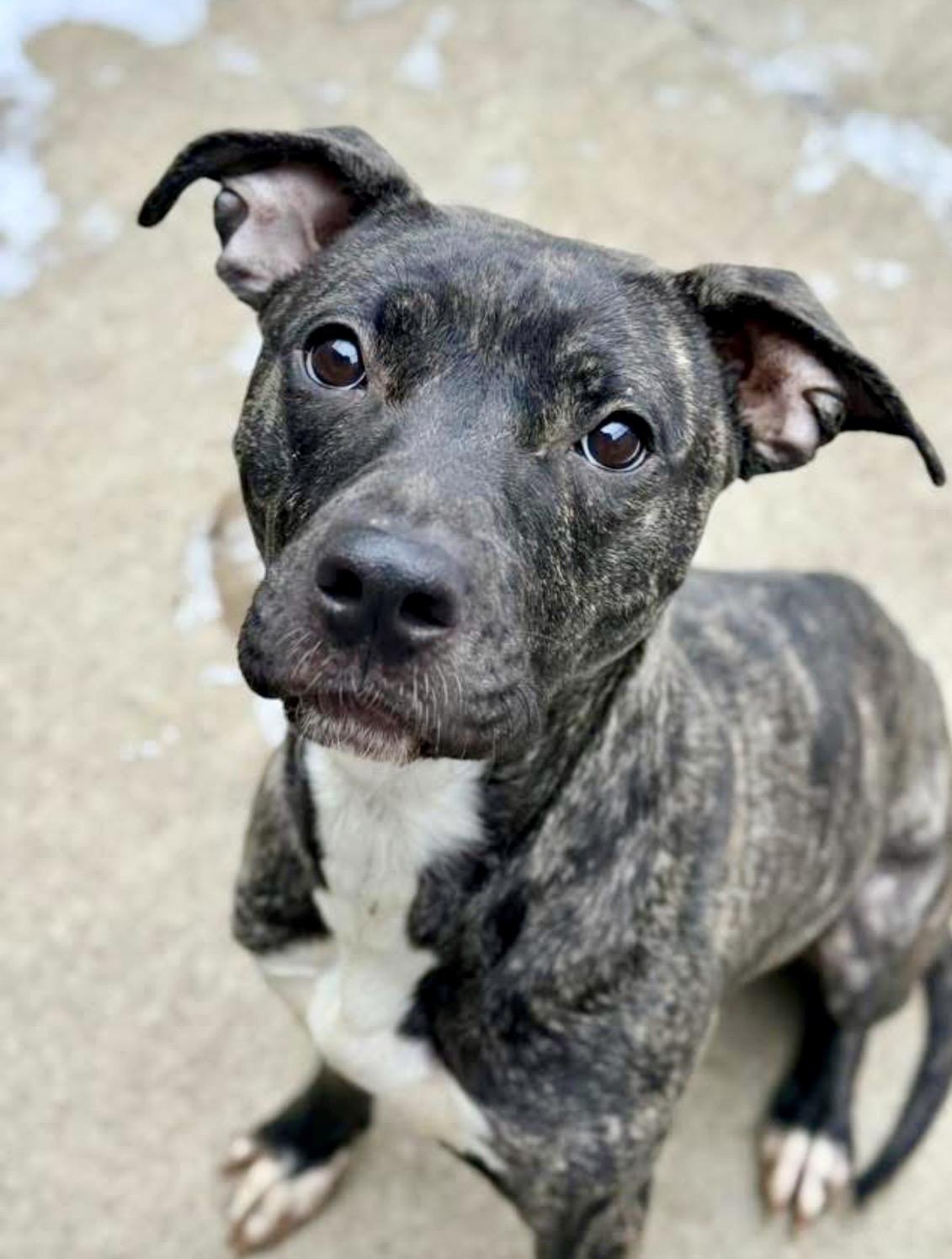 Frangelica, ADOPTABLE, Adult Female Pit Bull Terrier.