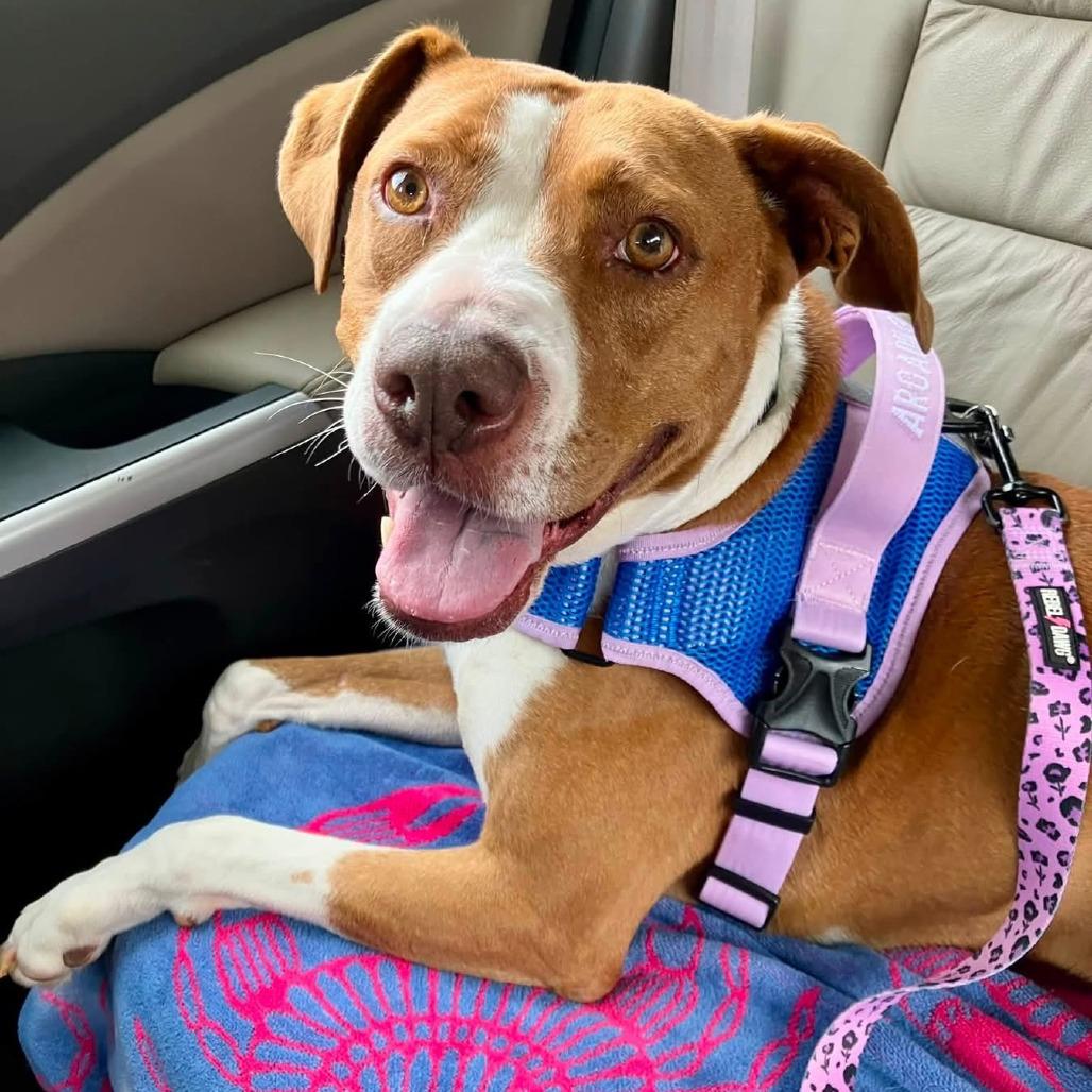 Enlarge Lily, a Adoptable Mixed Breed in Gainesville, GA image 4/4