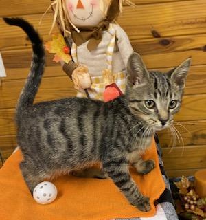 Nashoba - playful, snuggly, and purr machine - he is ready for you!