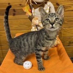 Nashoba - playful, snuggly, and purr machine - he is ready for you!