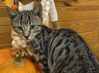 Nashoba - playful, snuggly, and purr machine - he is ready for you!