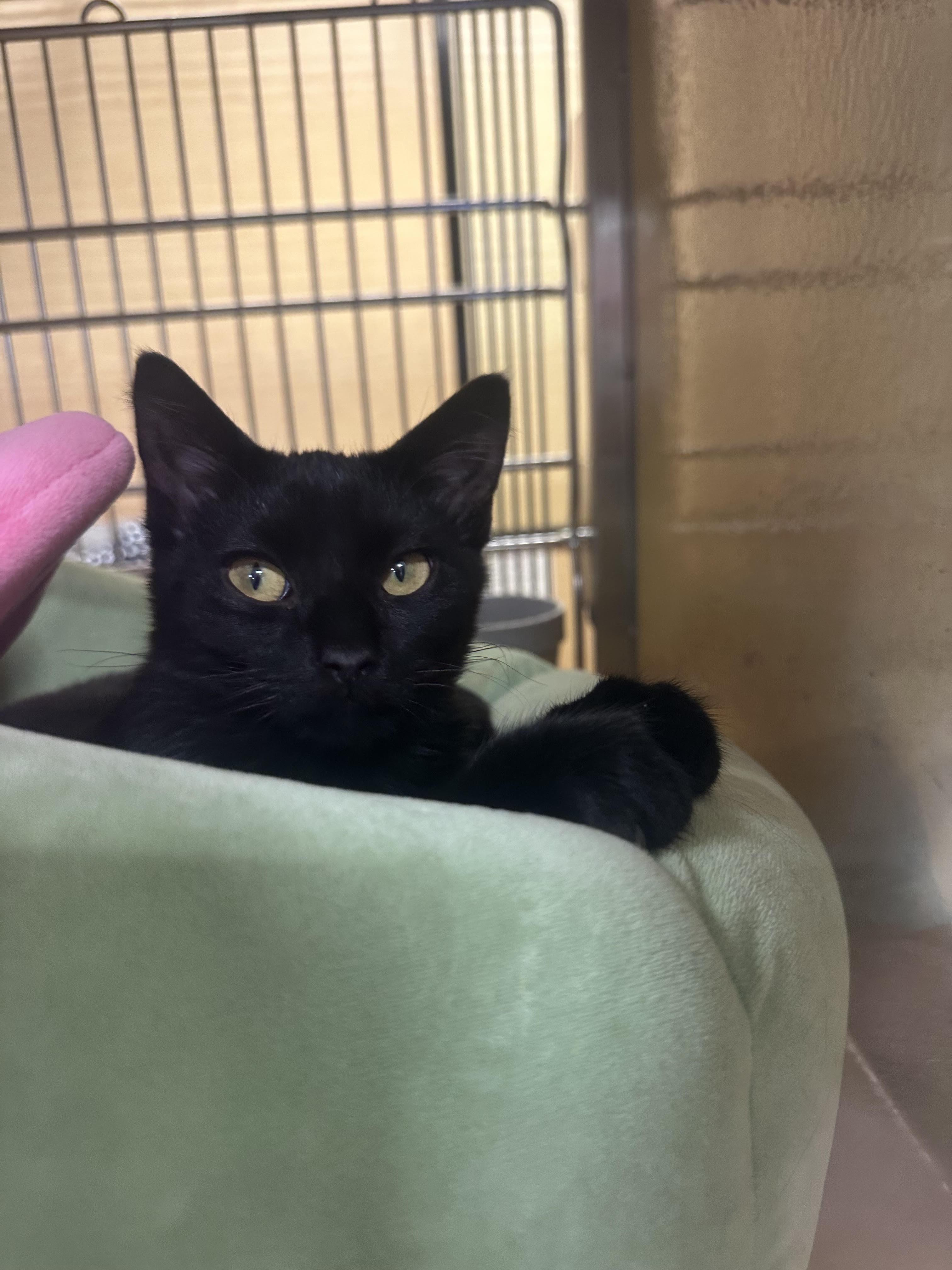 Mikey, Adoptable, Kitten Male Domestic Short Hair.