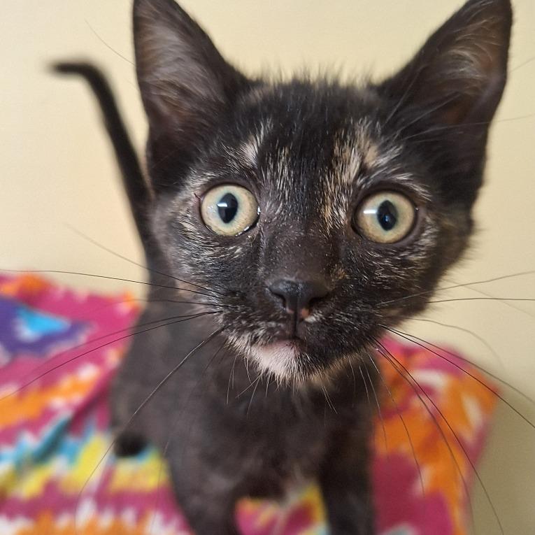 Jo-Jo, Adoptable, Kitten Female Domestic Short Hair.