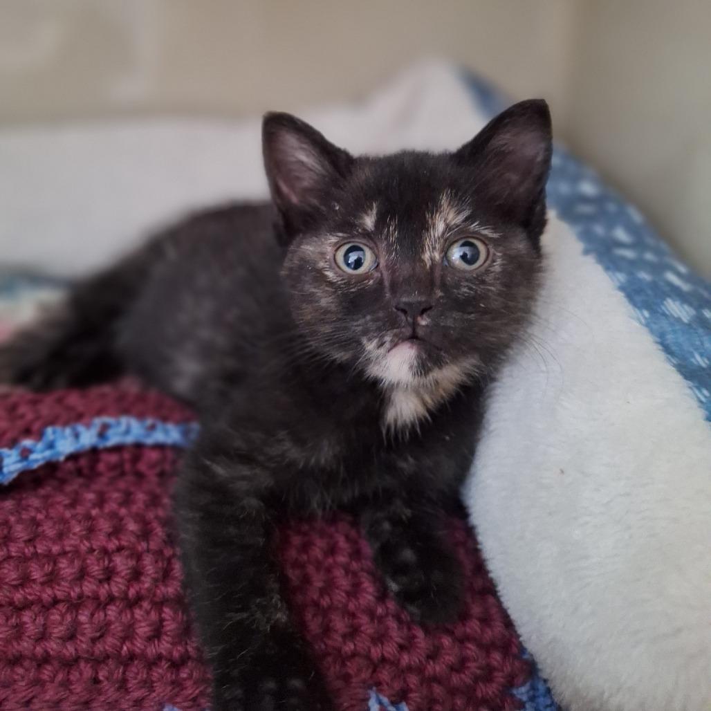 Enlarge Jo-Jo, a Adoptable Domestic Short Hair in Attica, NY image 2/2