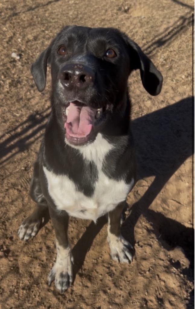 Enlarge Kody, a Adoptable Mixed Breed in Spooner, WI image 3/6