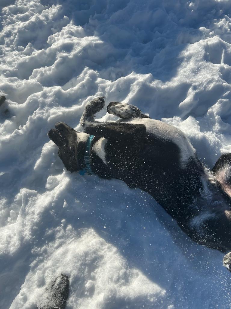 Enlarge Kody, a Adoptable Mixed Breed in Spooner, WI image 6/6