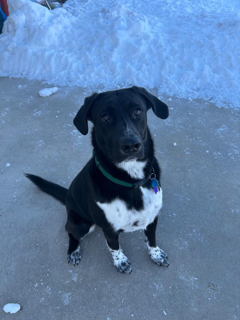 Enlarge Kody, a Adoptable Mixed Breed in Spooner, WI image 6/6