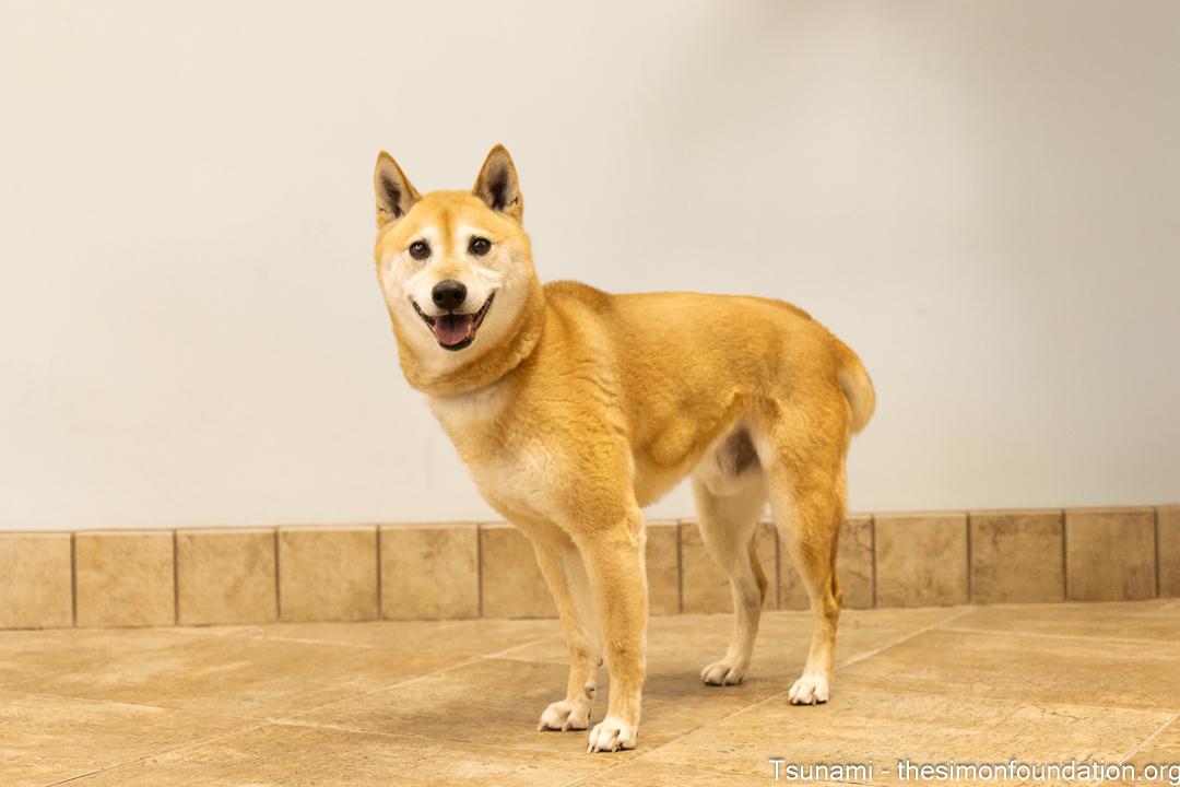 Tsunami, a Adoptable Shiba Inu in Bloomfield, CT image 1/5
