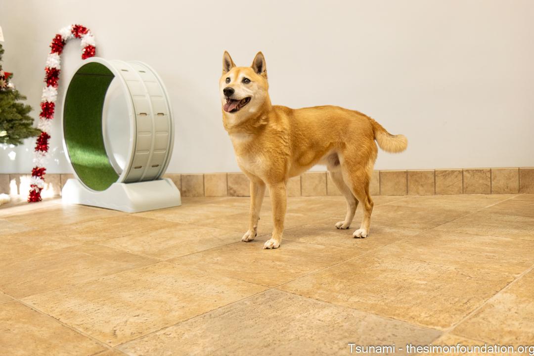 Tsunami, a Adoptable Shiba Inu in Bloomfield, CT image 2/5