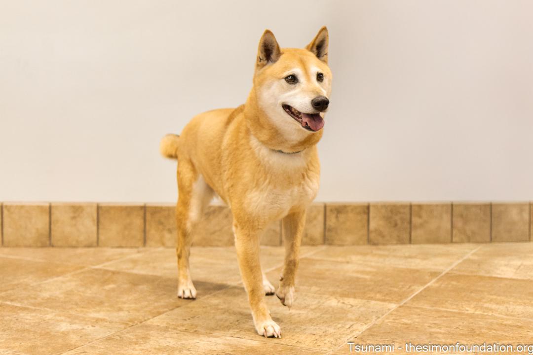 Tsunami, a Adoptable Shiba Inu in Bloomfield, CT image 3/5