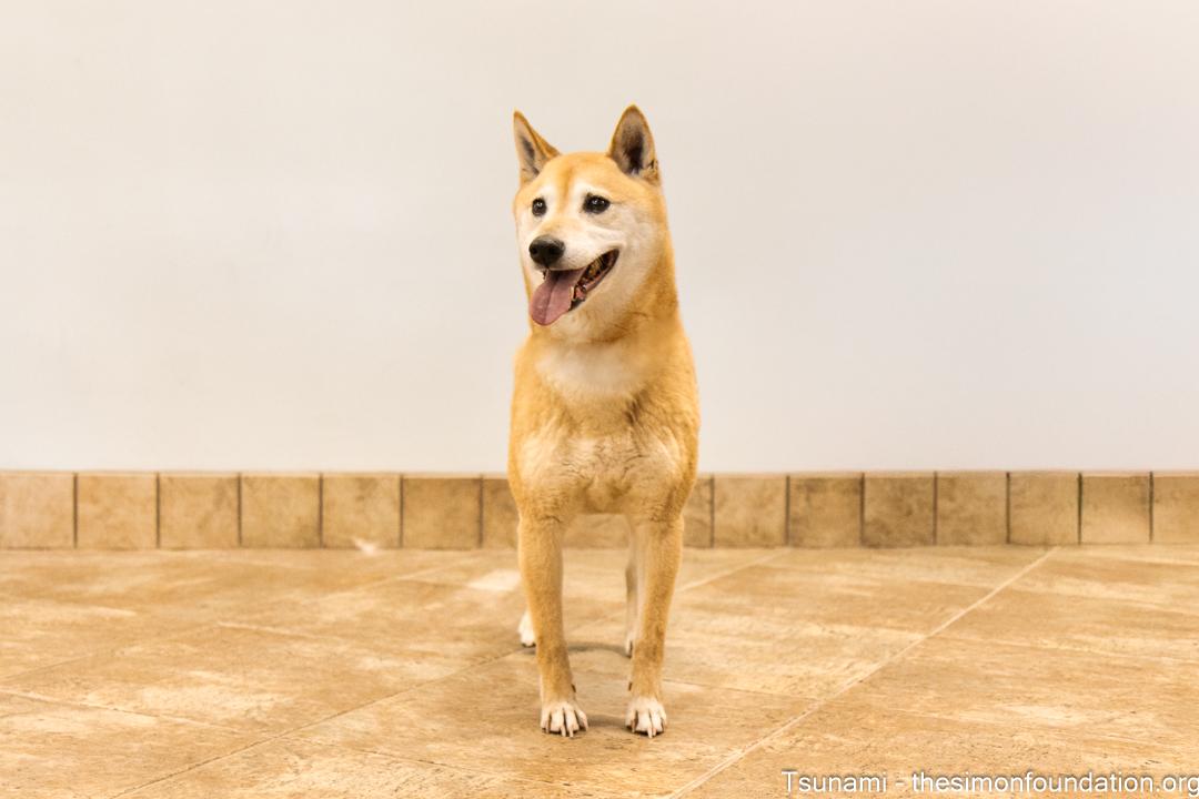 Tsunami, a Adoptable Shiba Inu in Bloomfield, CT image 4/5
