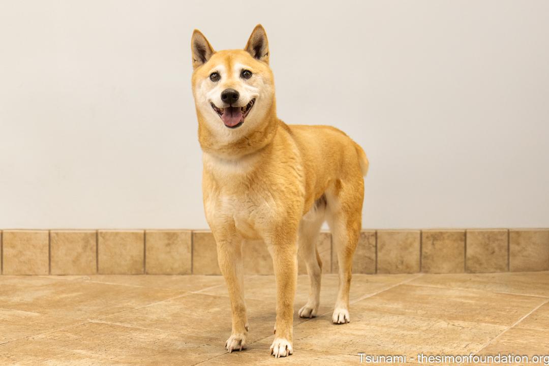 Tsunami, a Adoptable Shiba Inu in Bloomfield, CT image 5/5