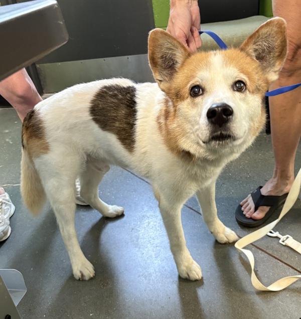 In Foster Borbuja Hw+, Adoptable, Senior Male Shepherd.
