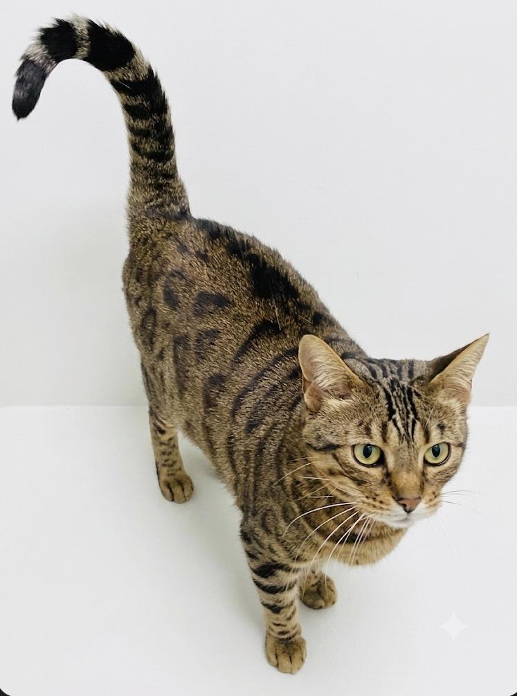 Enlarge Becky, a ADOPTABLE Bengal in Claresholm, AB image 1/1