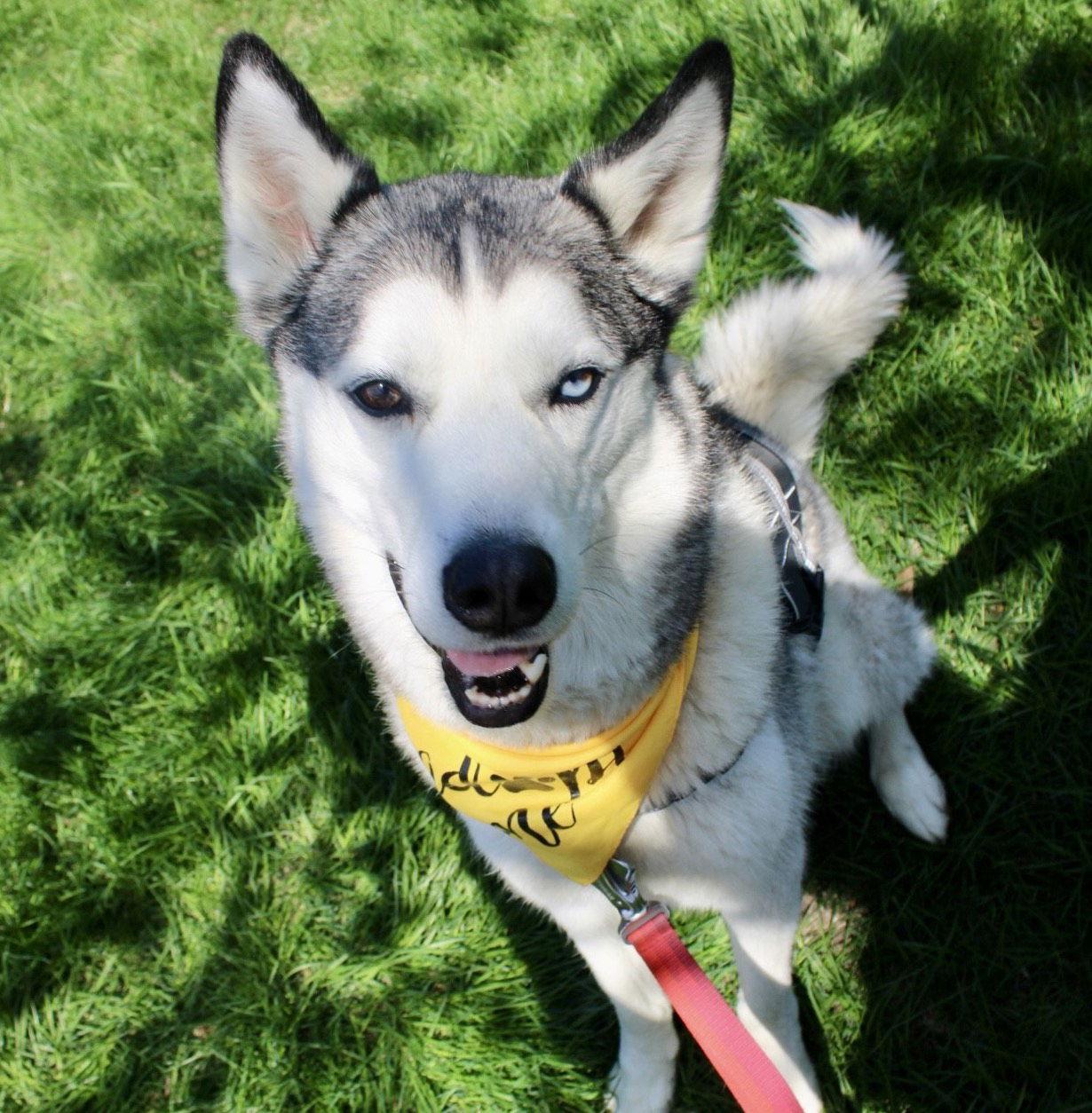 Tyr, Adoptable, Adult Male Husky.