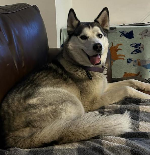 Tyr, Adoptable, Adult Male Husky.
