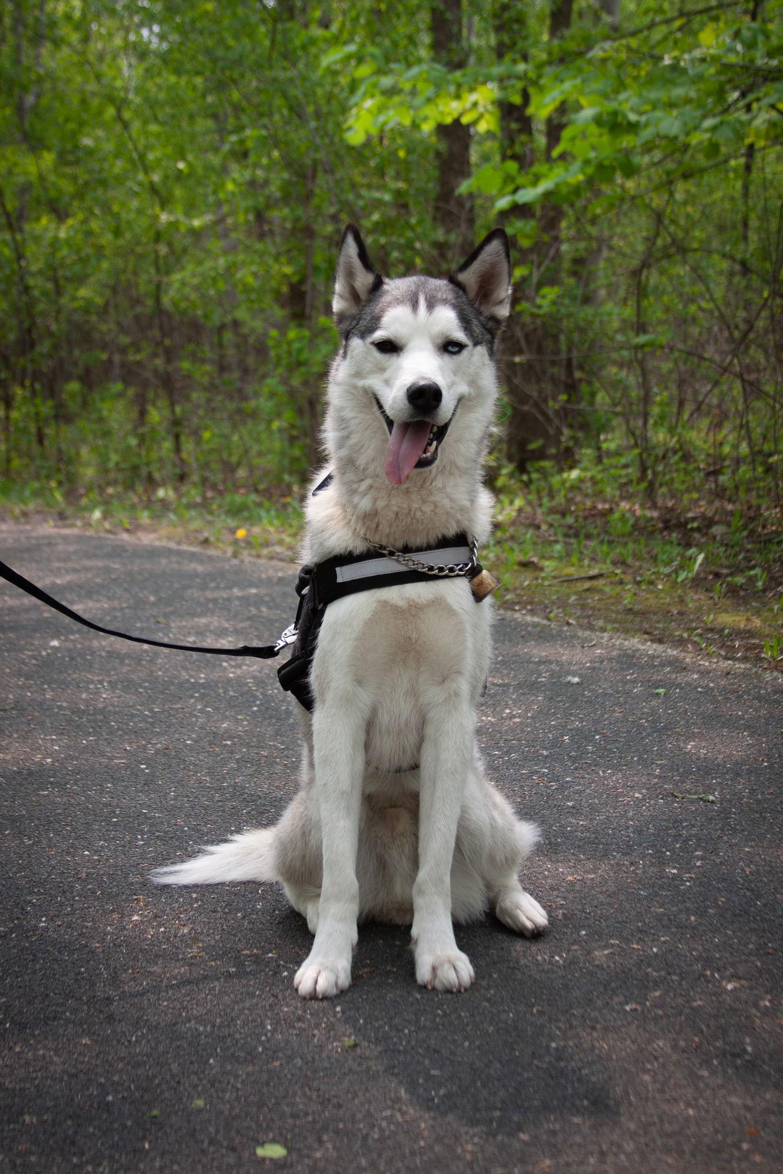 Enlarge Tyr, a Adoptable Husky in Brooklyn Center, MN image 3/3
