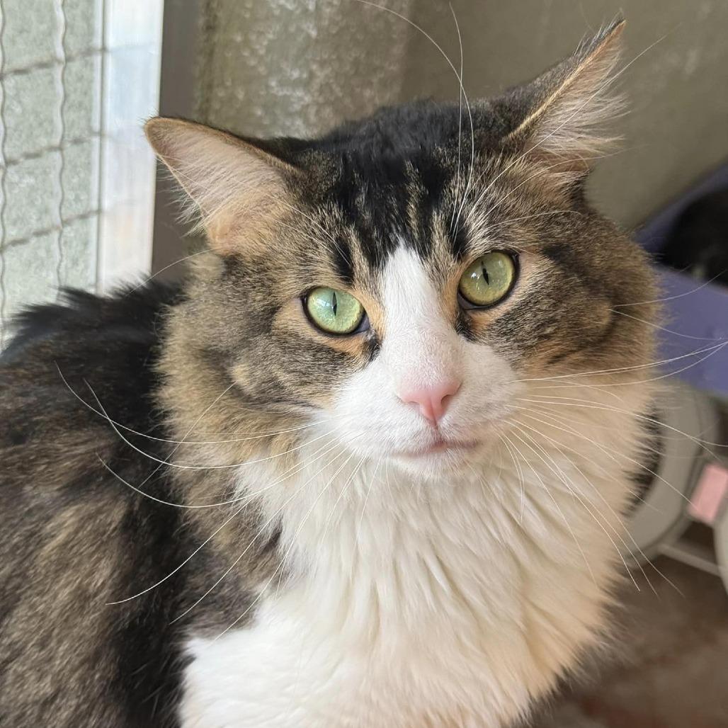 Enlarge Fosbury Flop, a Adoptable Domestic Medium Hair in Tucson, AZ image 1/6