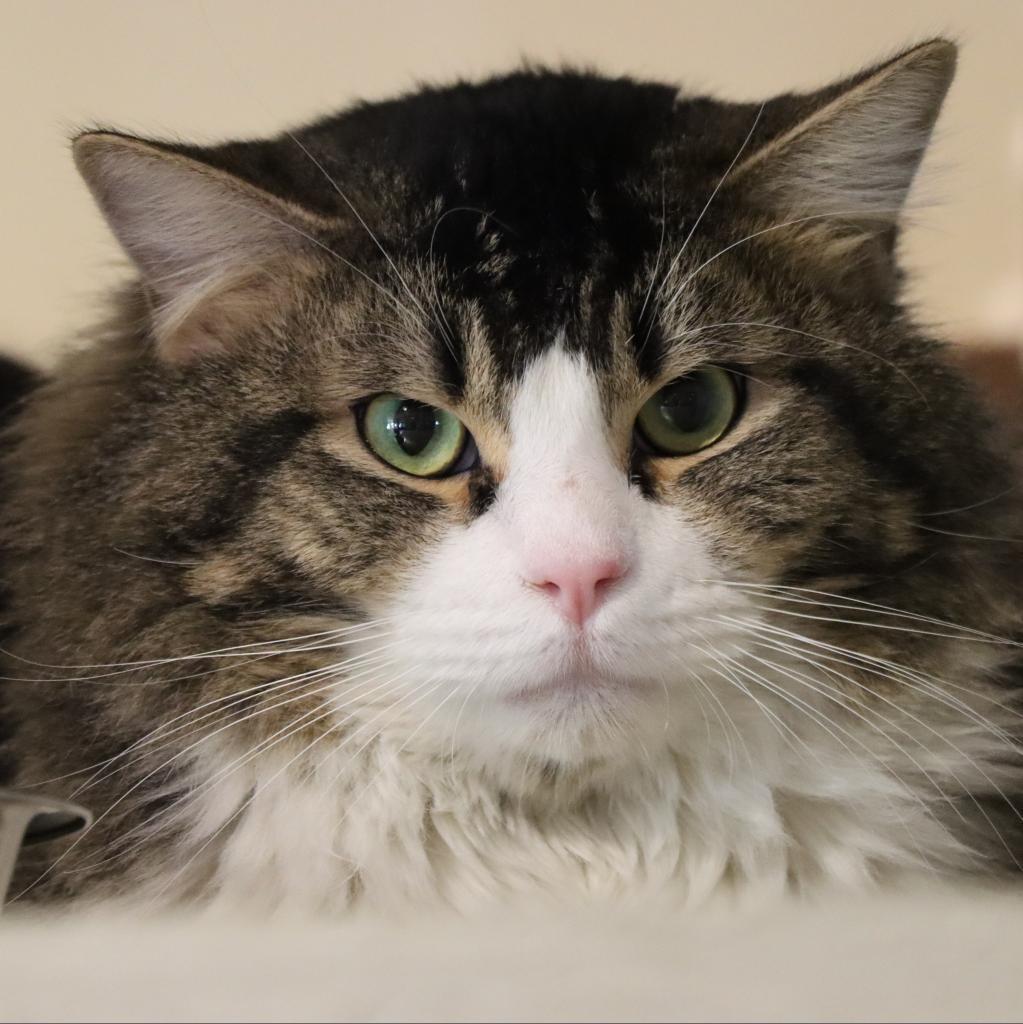 Enlarge Fosbury Flop, a Adoptable Domestic Medium Hair in Tucson, AZ image 2/6