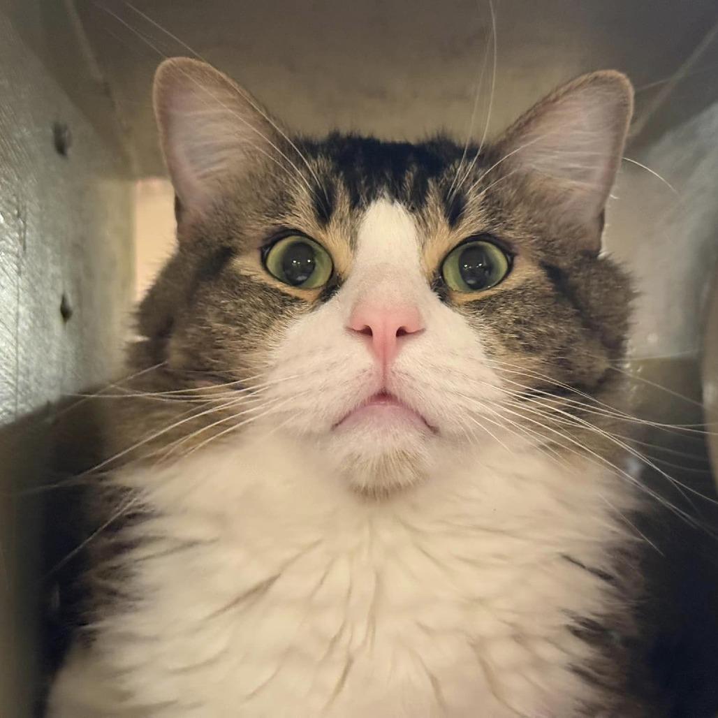 Enlarge Fosbury Flop, a Adoptable Domestic Medium Hair in Tucson, AZ image 3/6