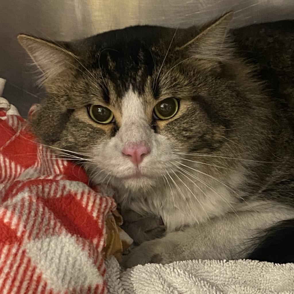 Fosbury Flop — thumbnail 4