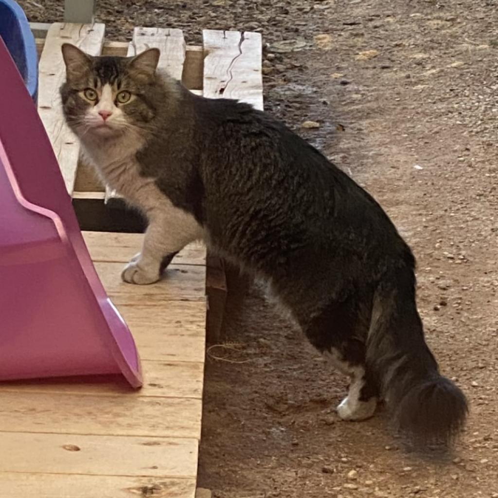 Enlarge Fosbury Flop, a Adoptable Domestic Medium Hair in Tucson, AZ image 5/6