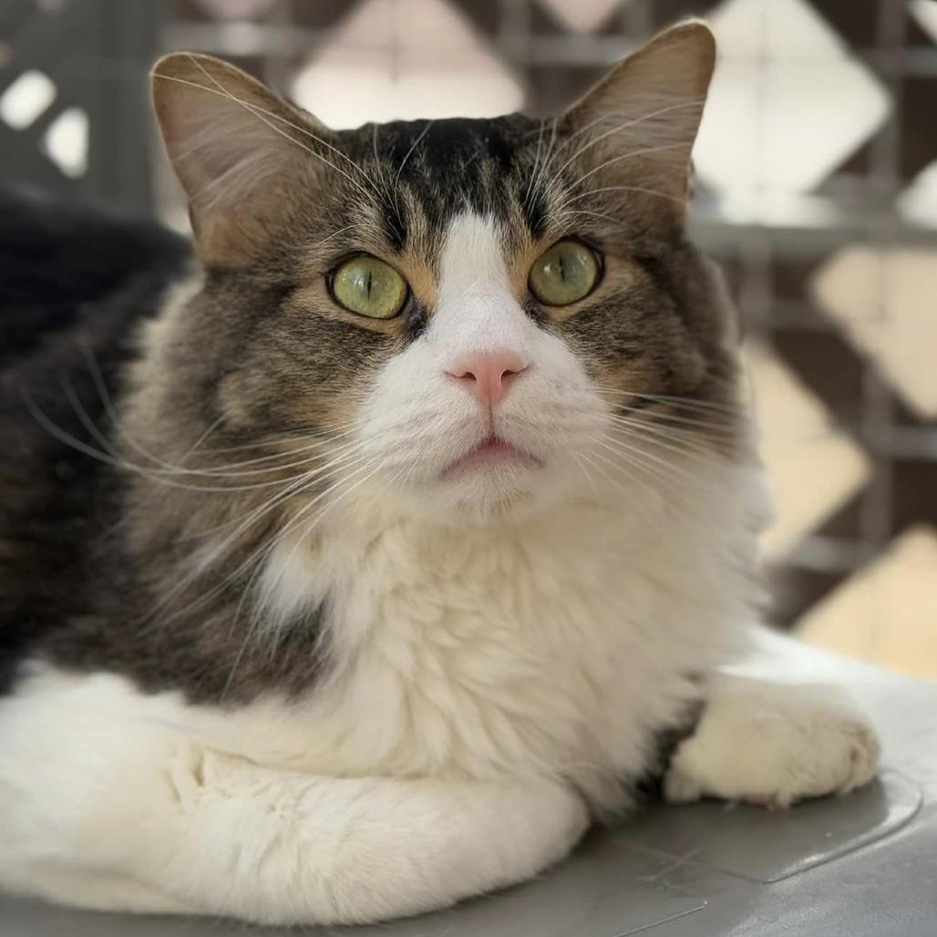 Enlarge Fosbury Flop, a Adoptable Domestic Medium Hair in Tucson, AZ image 6/6