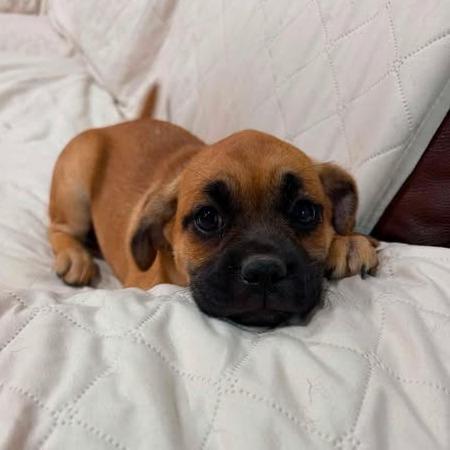 Fenna, Adoptable, Puppy Female Pug & Mixed Breed.