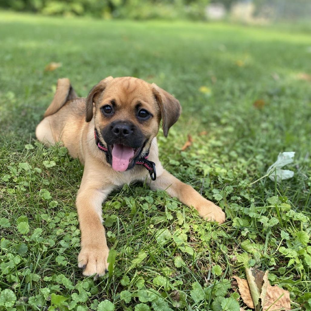 Fenna, a Adoptable mixed breed in Alma, WI image 2/6