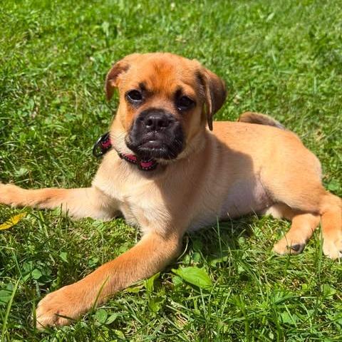 Fenna, a Adoptable mixed breed in Alma, WI image 3/6
