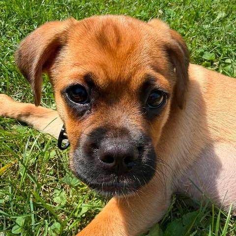 Fenna, a Adoptable mixed breed in Alma, WI image 4/6