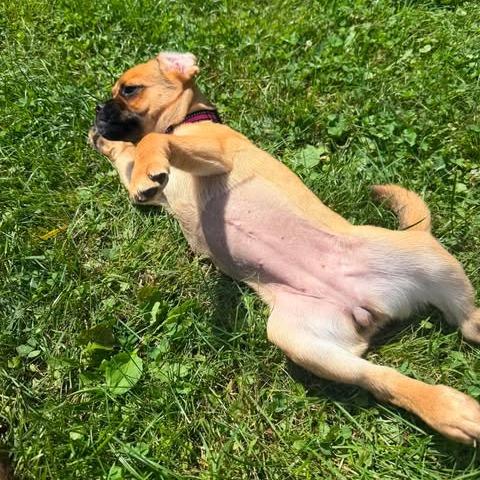 Fenna, a Adoptable mixed breed in Alma, WI image 5/6