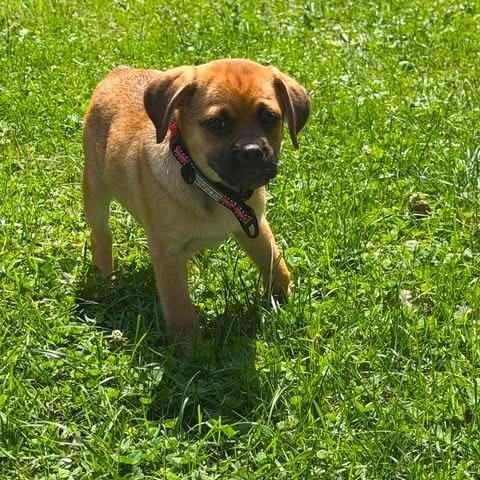 Fenna, a Adoptable mixed breed in Alma, WI image 6/6