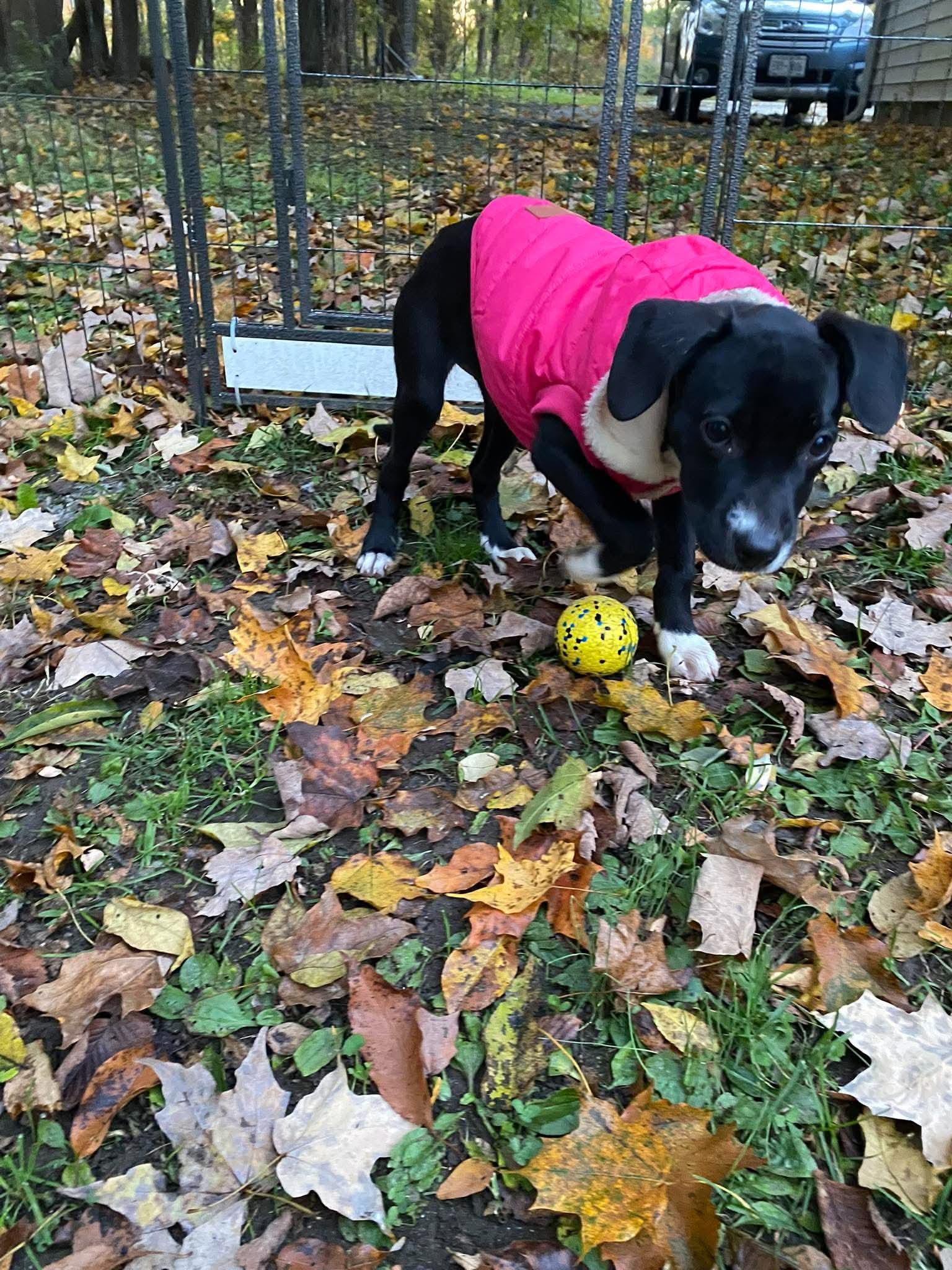 Enlarge Dottie, a Adoptable mixed breed in Lake George, NY image 4/6