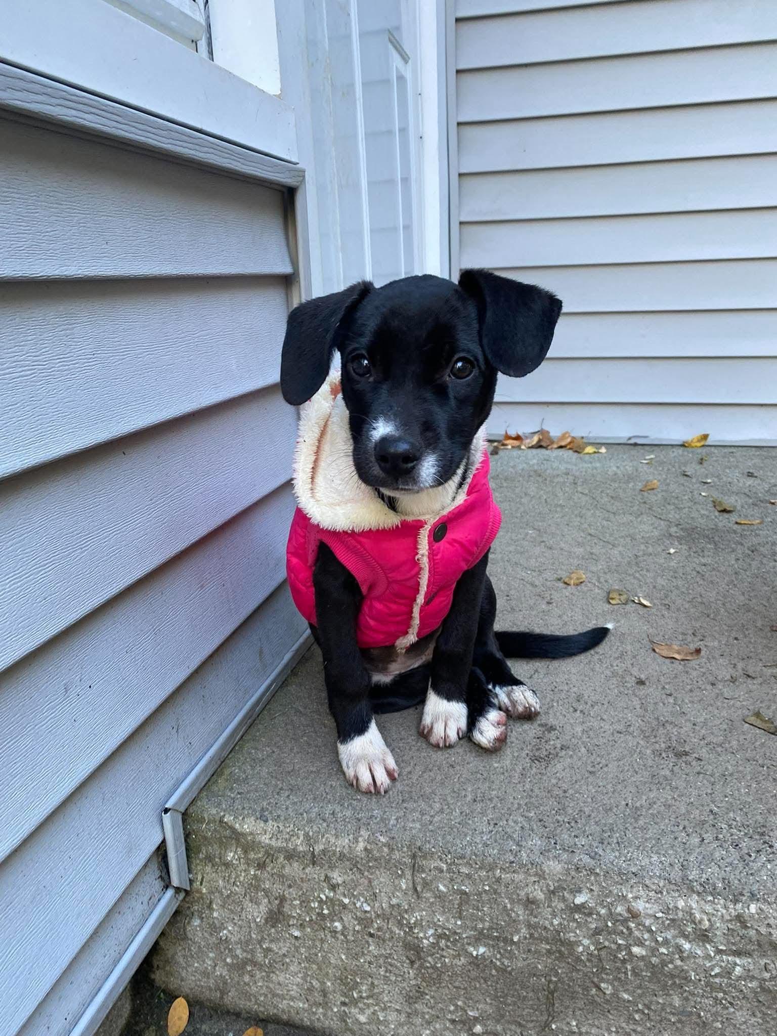 Enlarge Dottie, a Adoptable mixed breed in Lake George, NY image 5/6