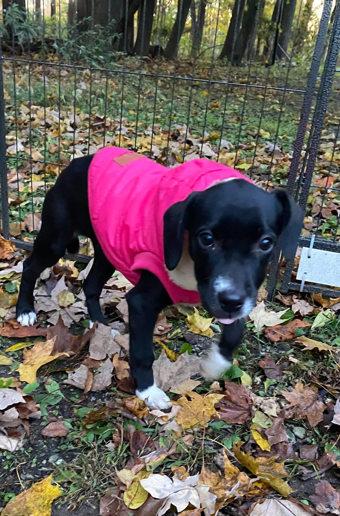 Enlarge Dottie, a Adoptable mixed breed in Lake George, NY image 3/6