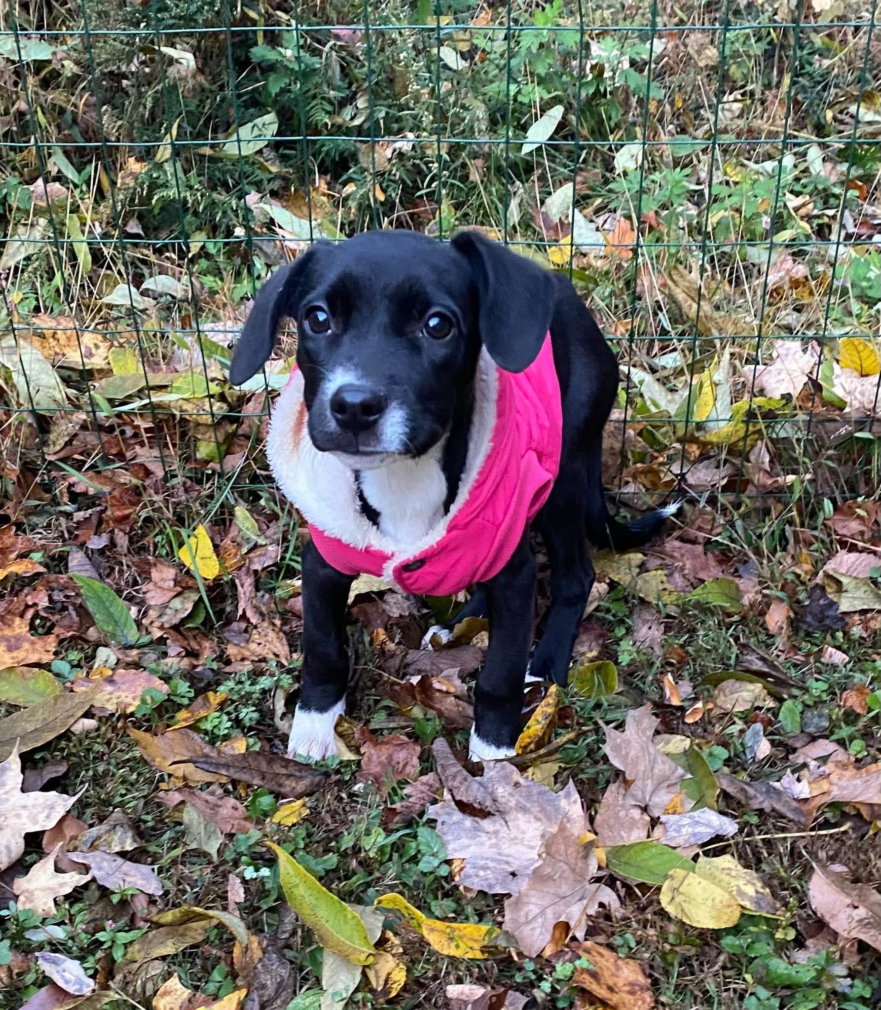 Enlarge Dottie, a Adoptable mixed breed in Lake George, NY image 2/6