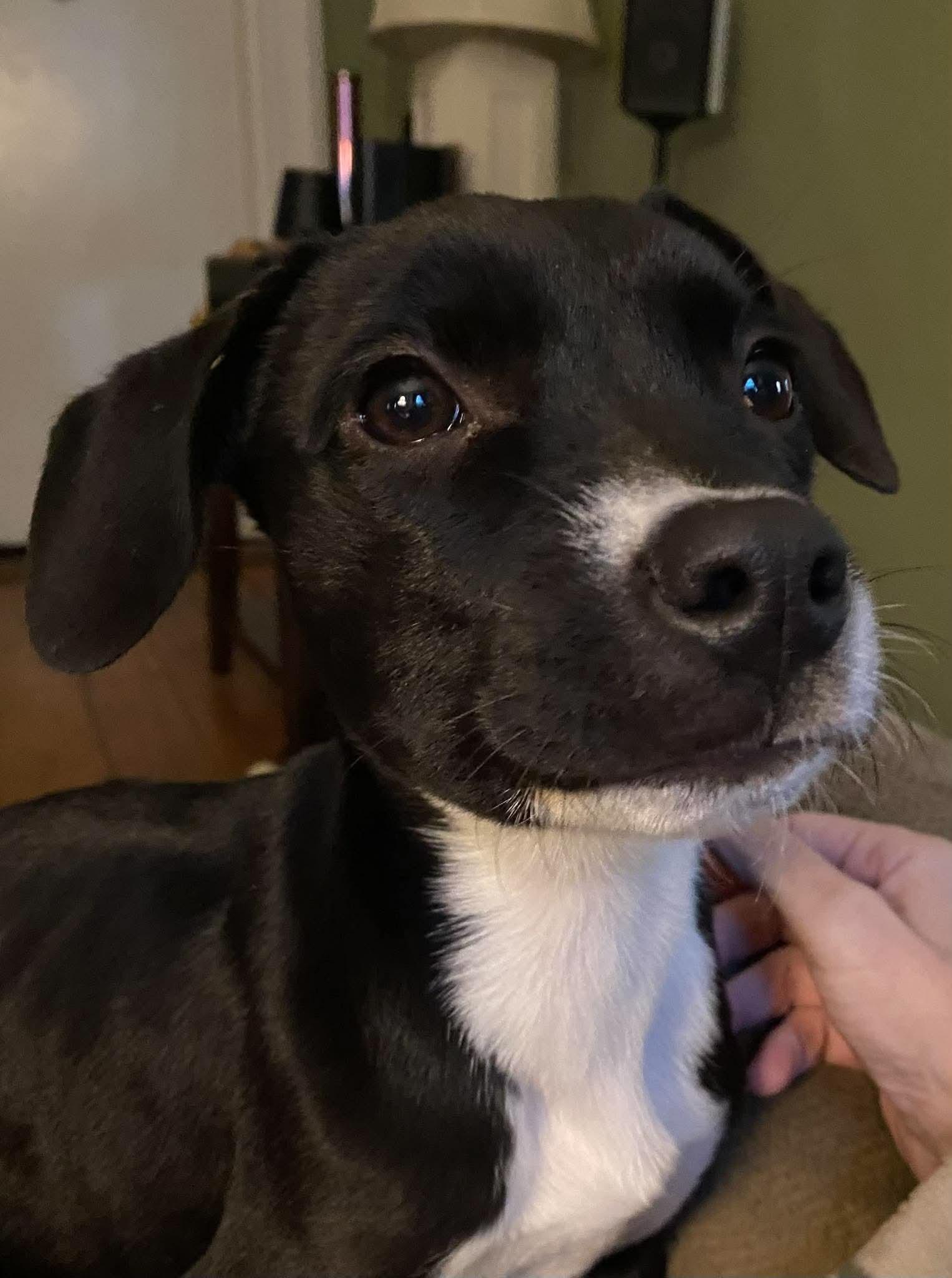 Enlarge Dottie, a Adoptable mixed breed in Lake George, NY image 6/6