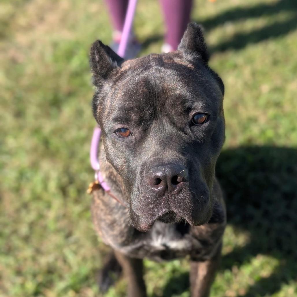 Nesta, Adoptable, Adult Male Cane Corso.