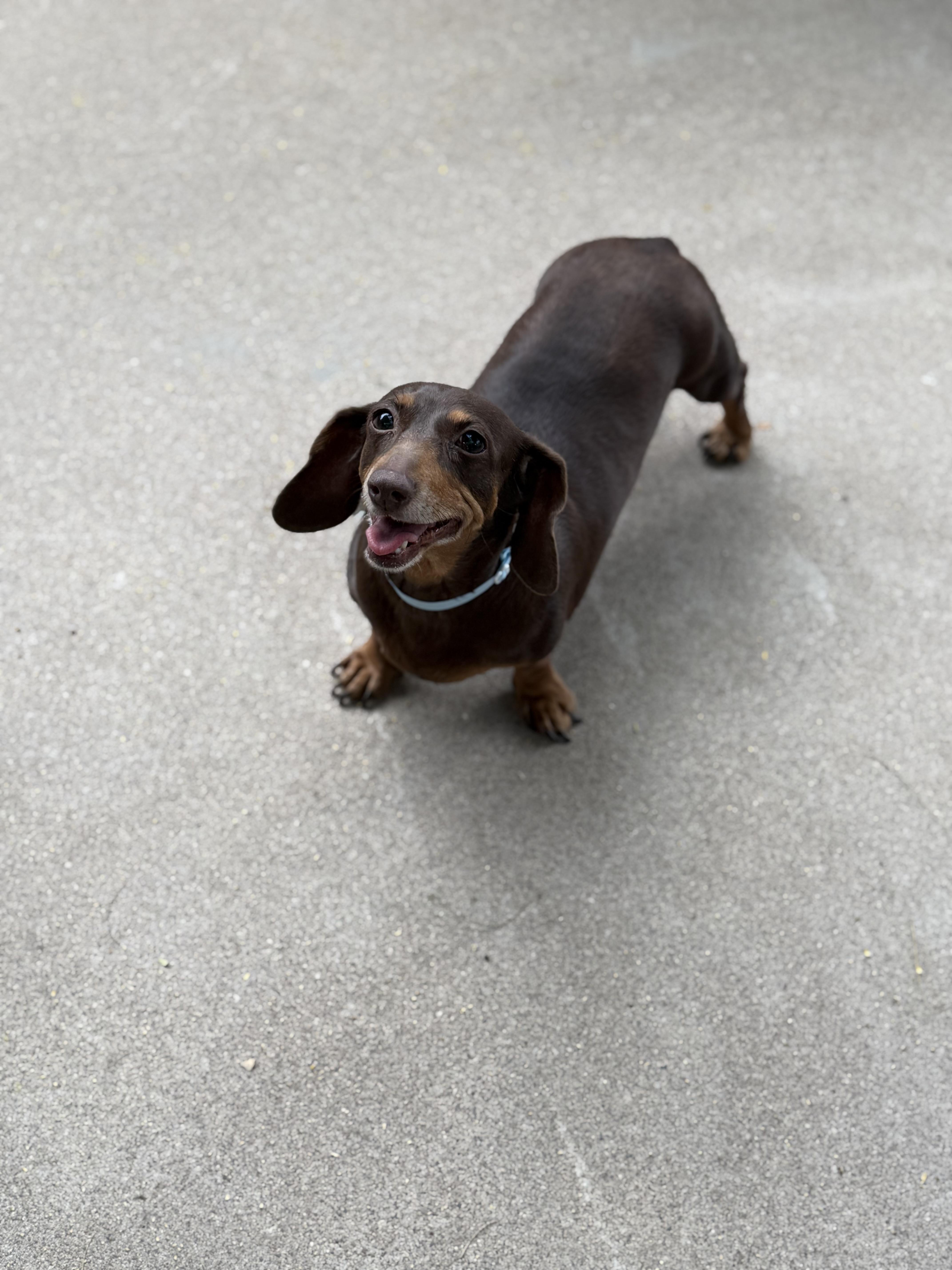 Enlarge Molly, an adopted mixed breed in Phoenix, AZ image 5/5