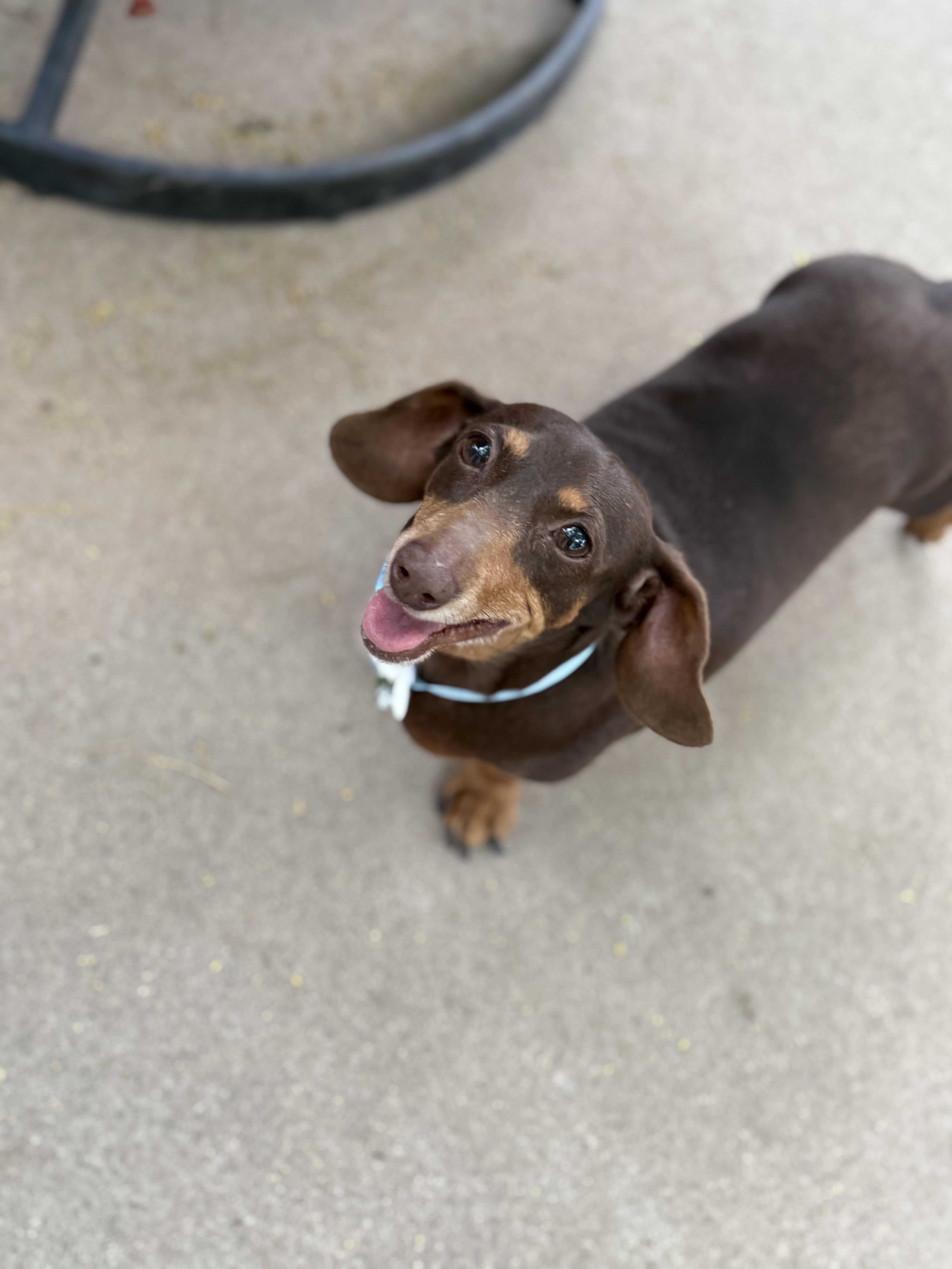 Enlarge Molly, an adopted mixed breed in Phoenix, AZ image 3/5
