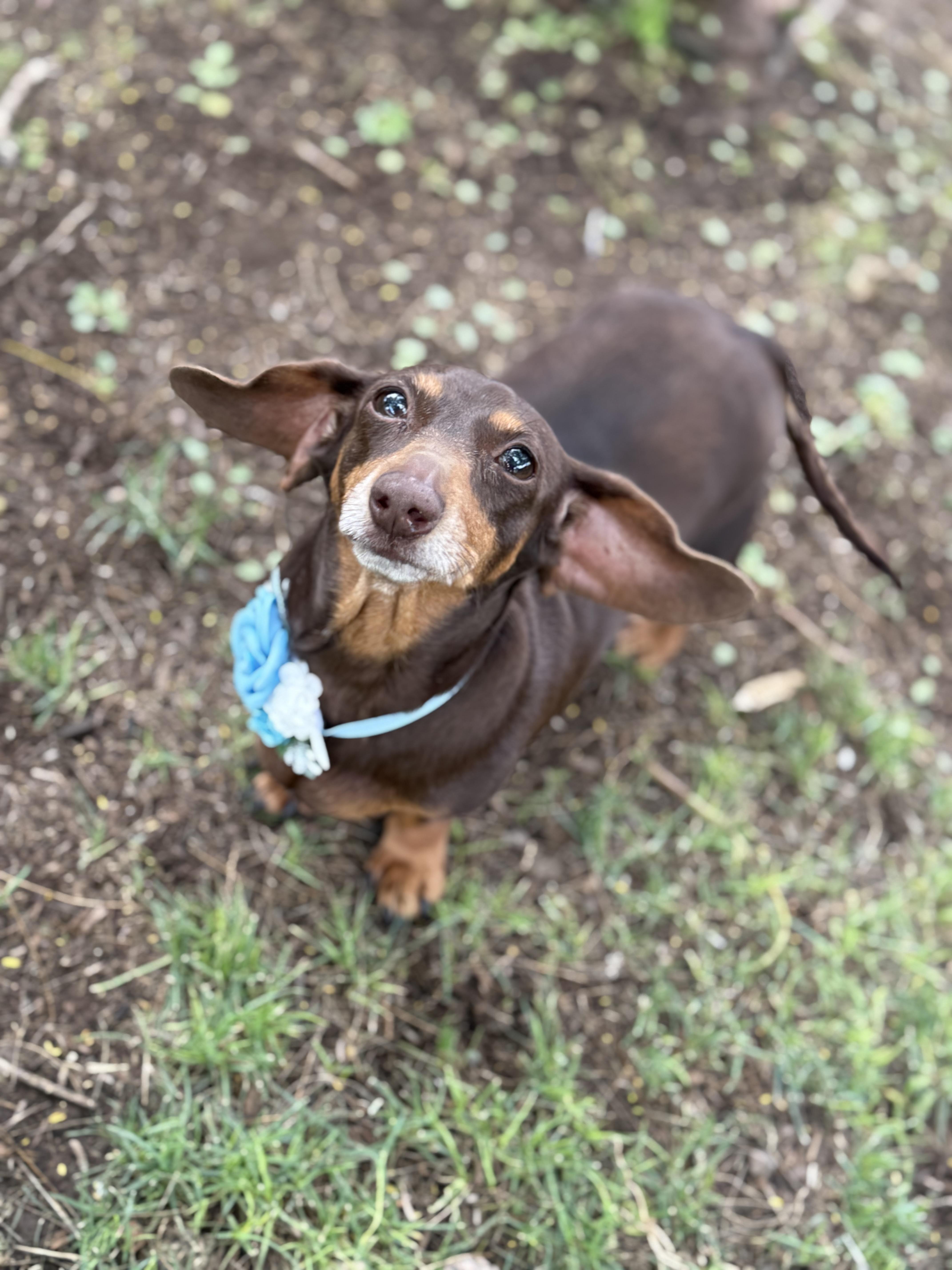 Enlarge Molly, an adopted mixed breed in Phoenix, AZ image 2/5