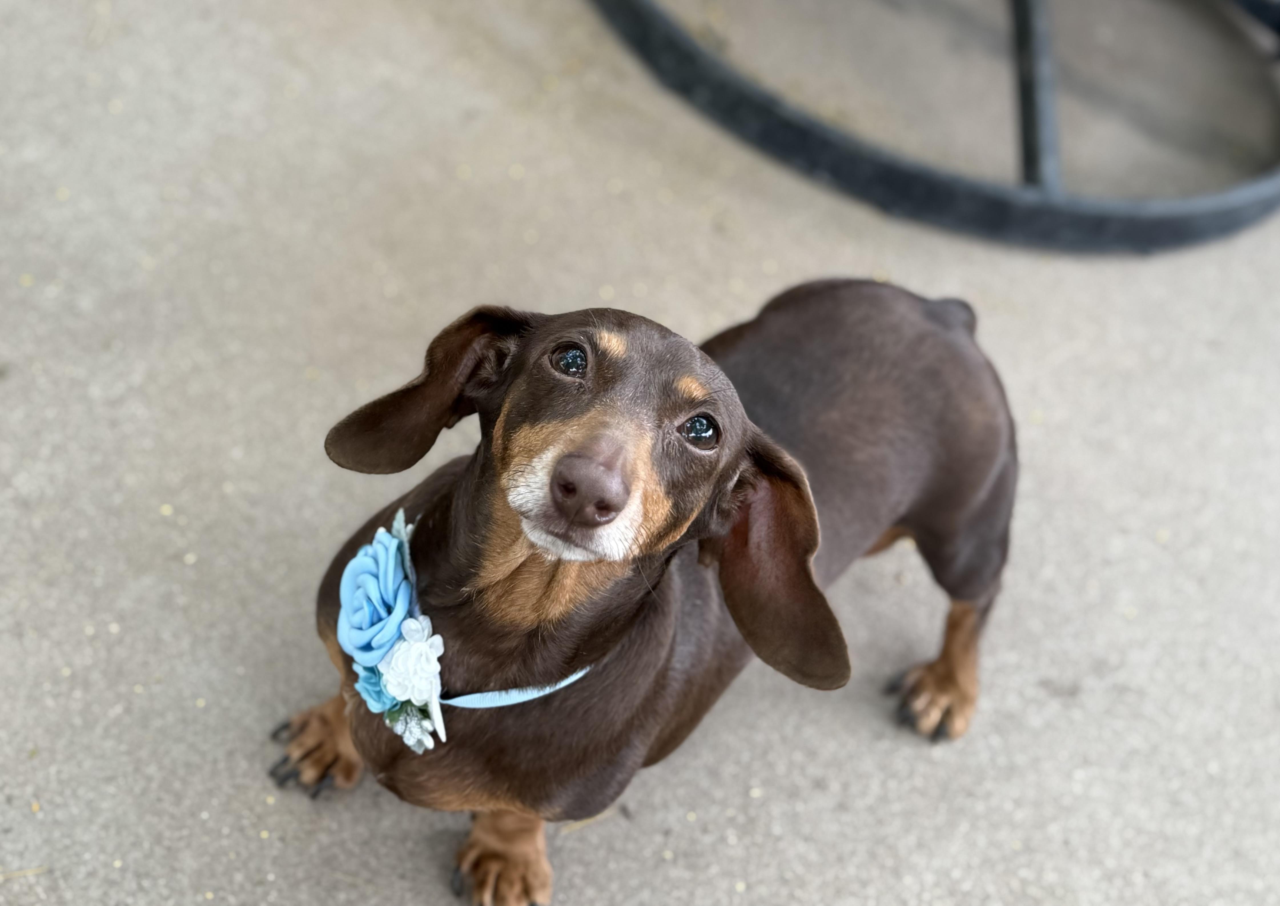 Enlarge Molly, an adopted mixed breed in Phoenix, AZ image 1/5