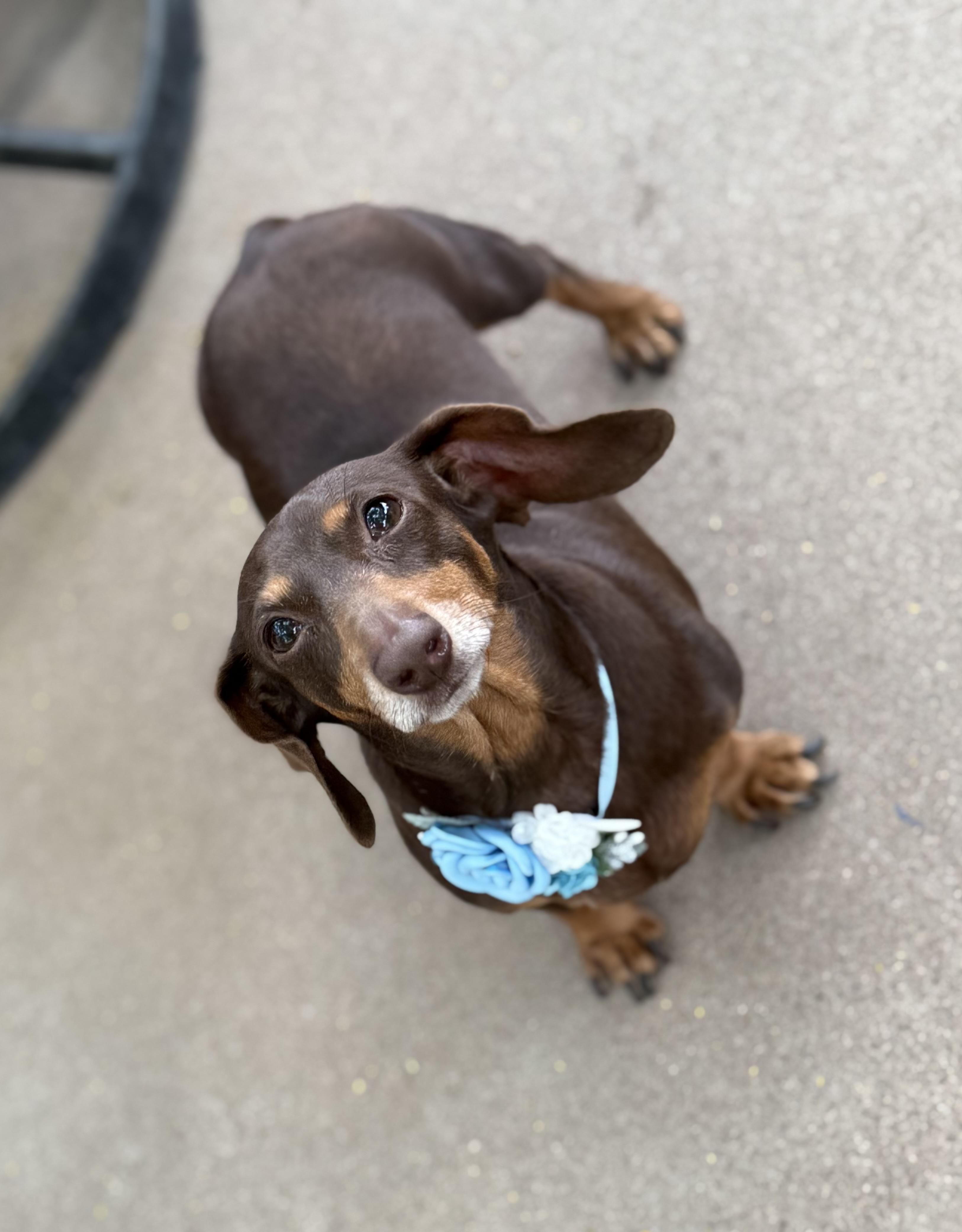 Enlarge Molly, an adopted mixed breed in Phoenix, AZ image 4/5