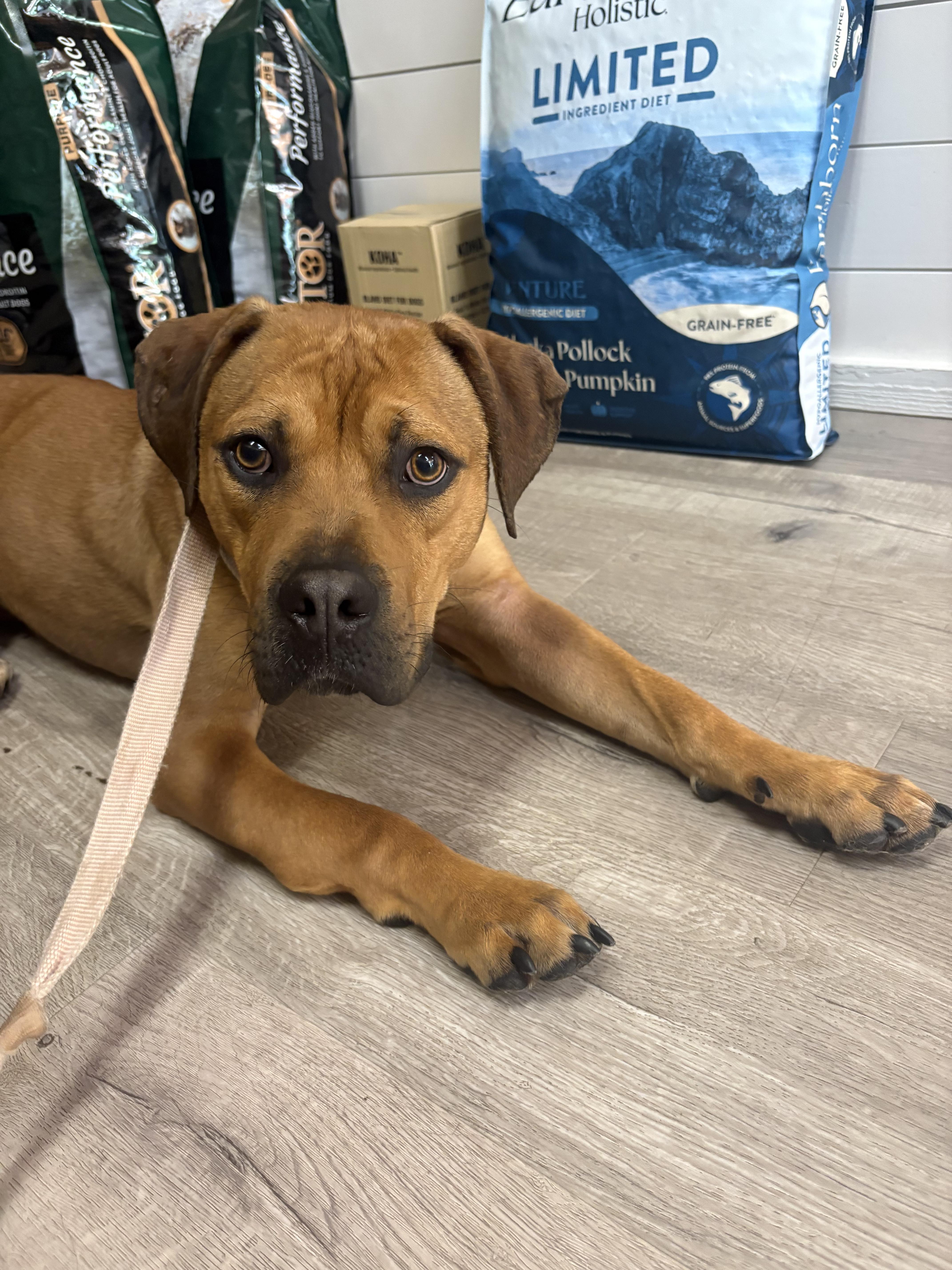 CHASE, Adoptable, Young Male Mastiff & Hound.