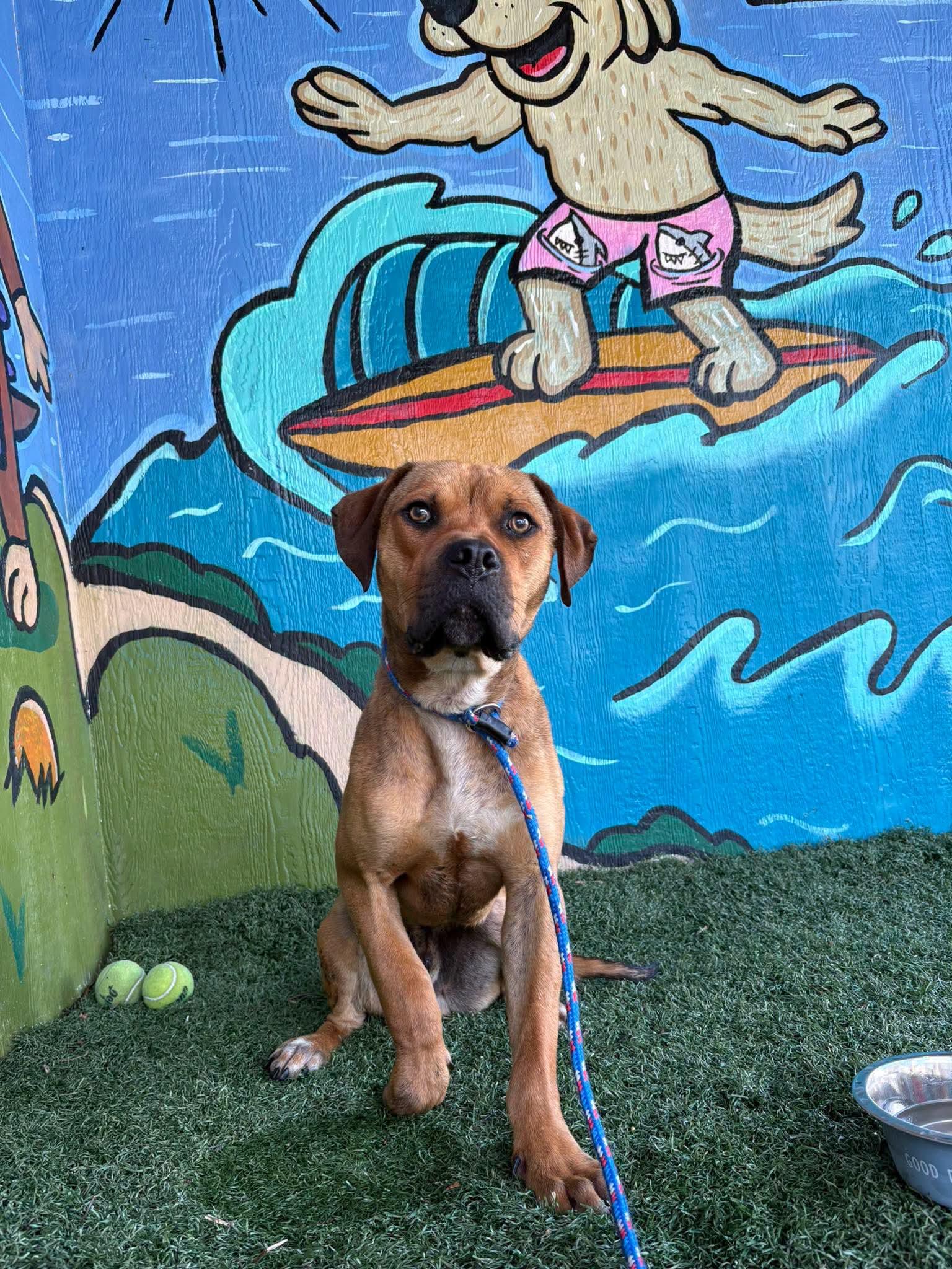 CHASE, a ADOPTABLE mixed breed in Vandergrift, PA image 2/2