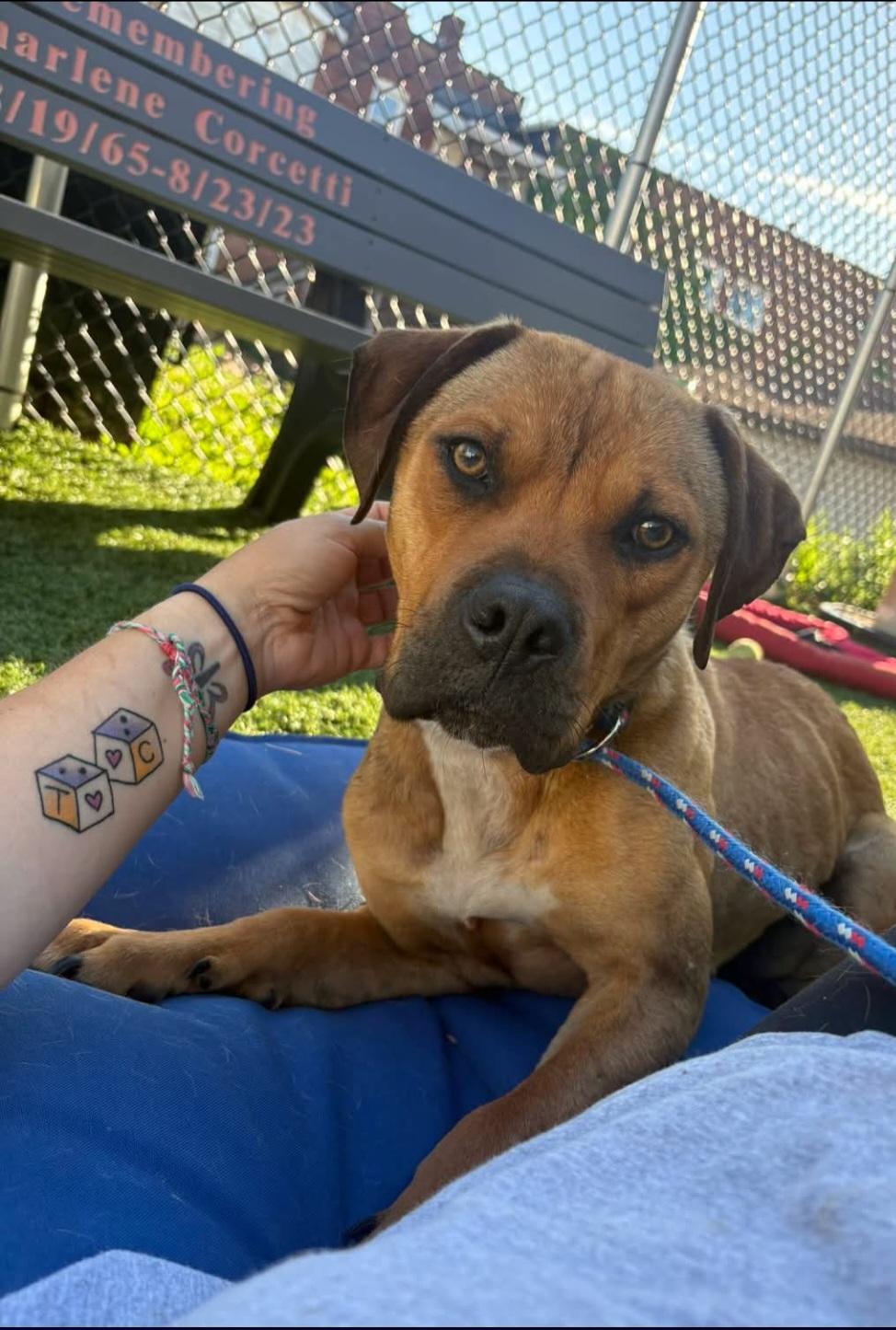 CHASE, ADOPTABLE, Young Male Mastiff & Hound.