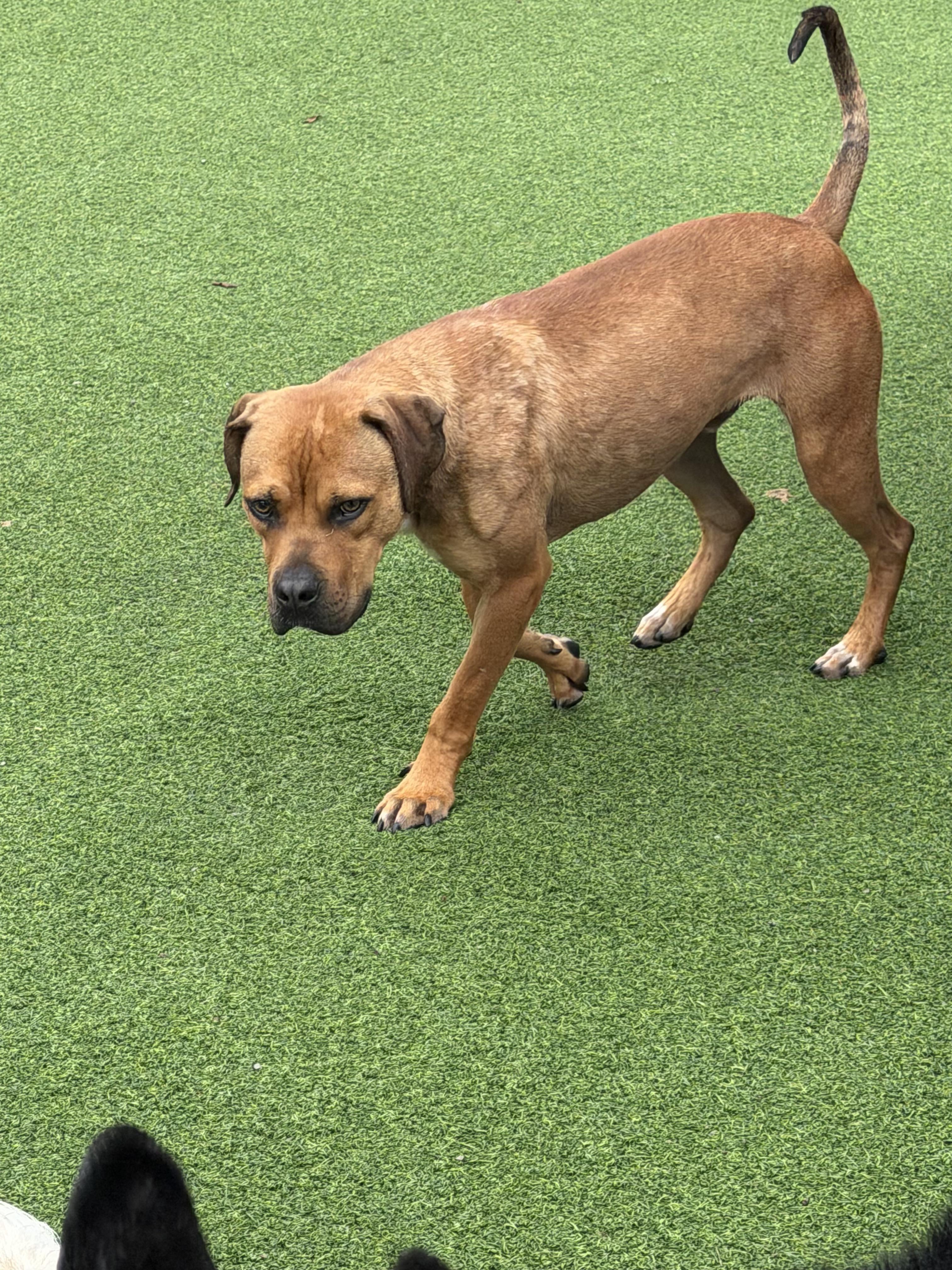 Enlarge CHASE, a Adoptable mixed breed in Vandergrift, PA image 5/6