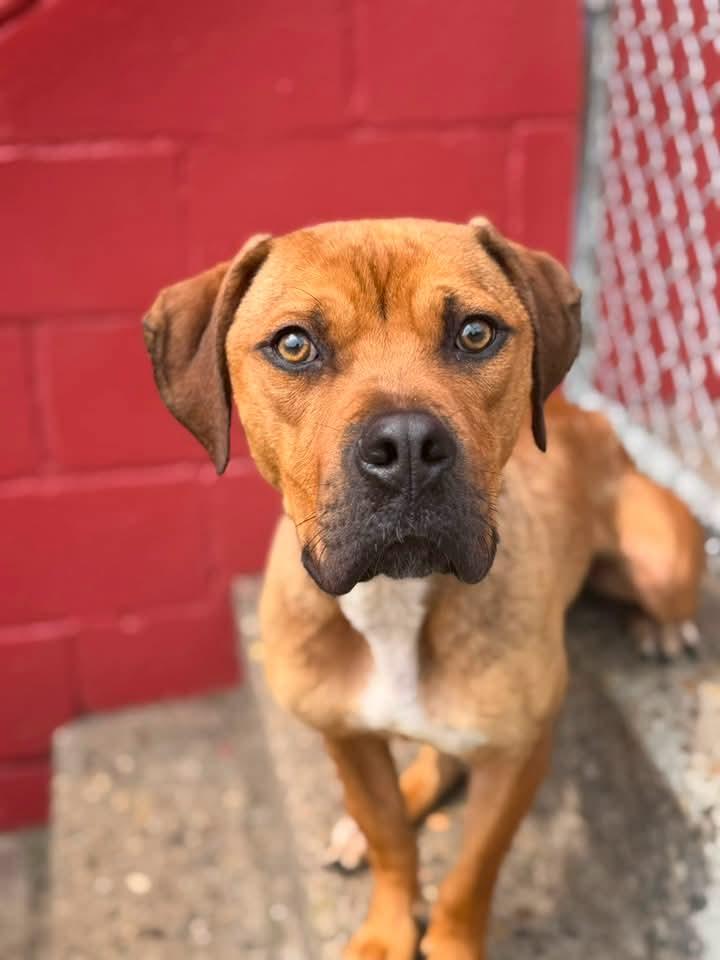 CHASE, ADOPTABLE, Young Male Mastiff & Hound.